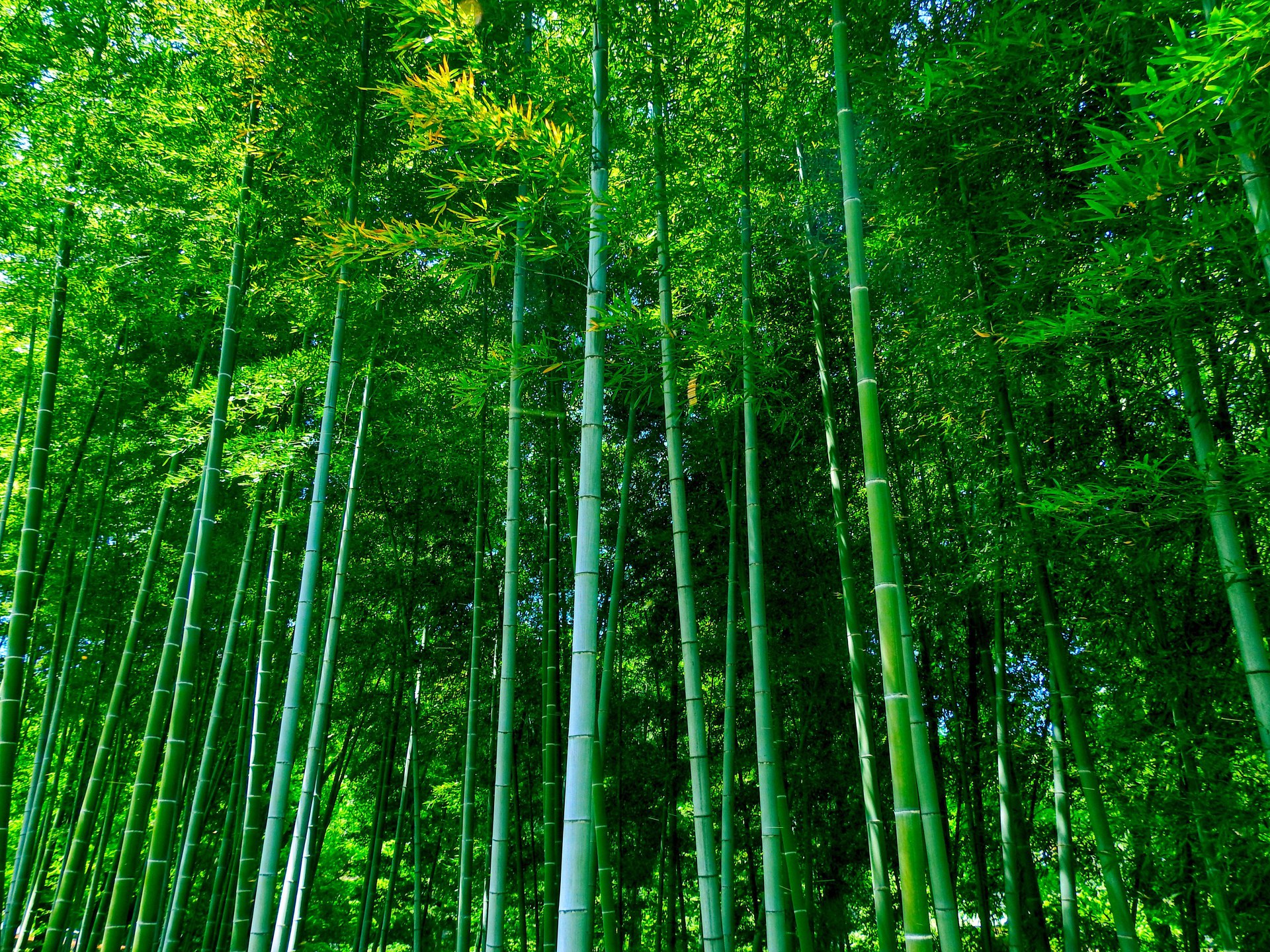 日本の風景 爽やかな竹林 壁紙1920x1440 壁紙館