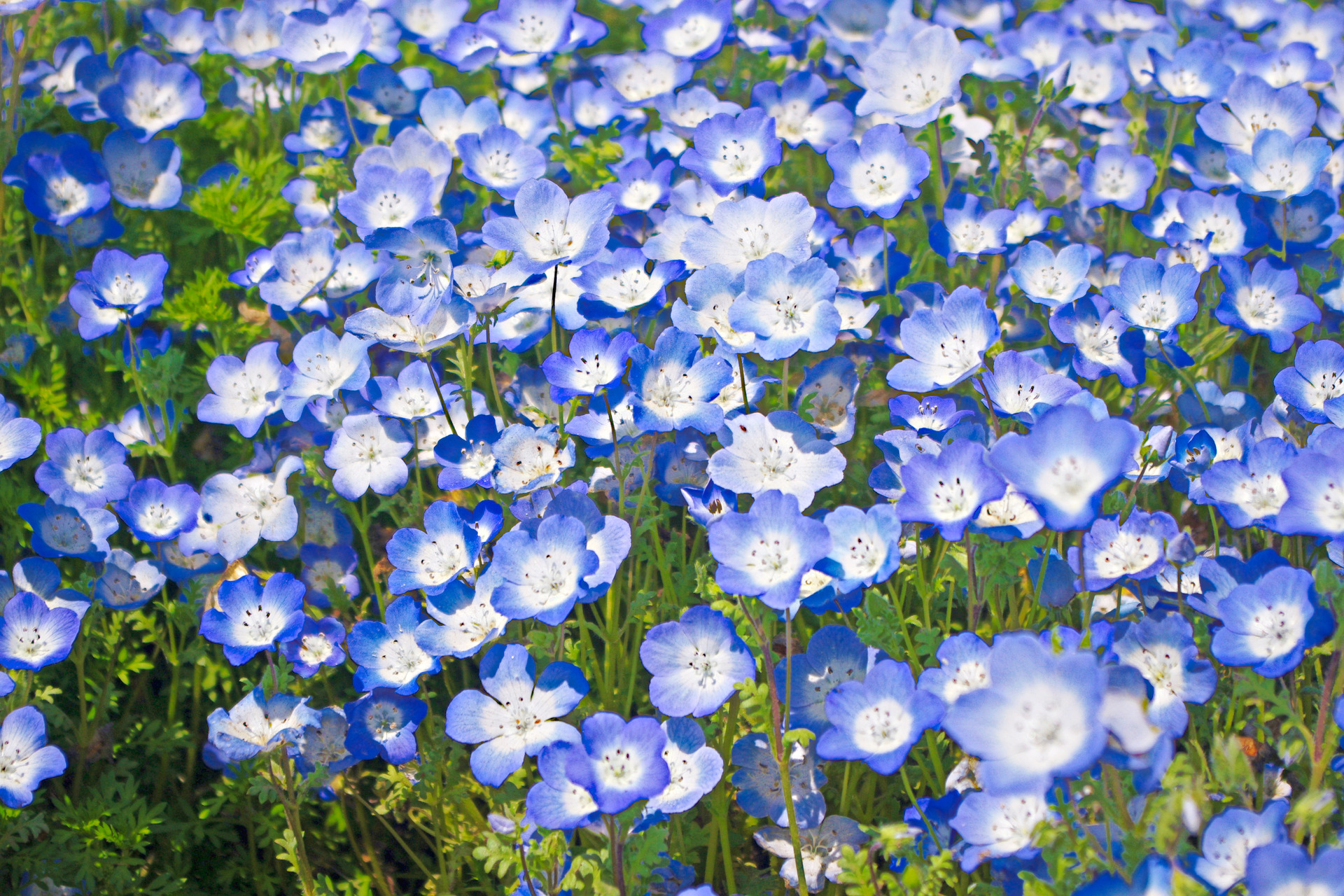 花 植物 ネモフィラ 壁紙1920x1280 壁紙館