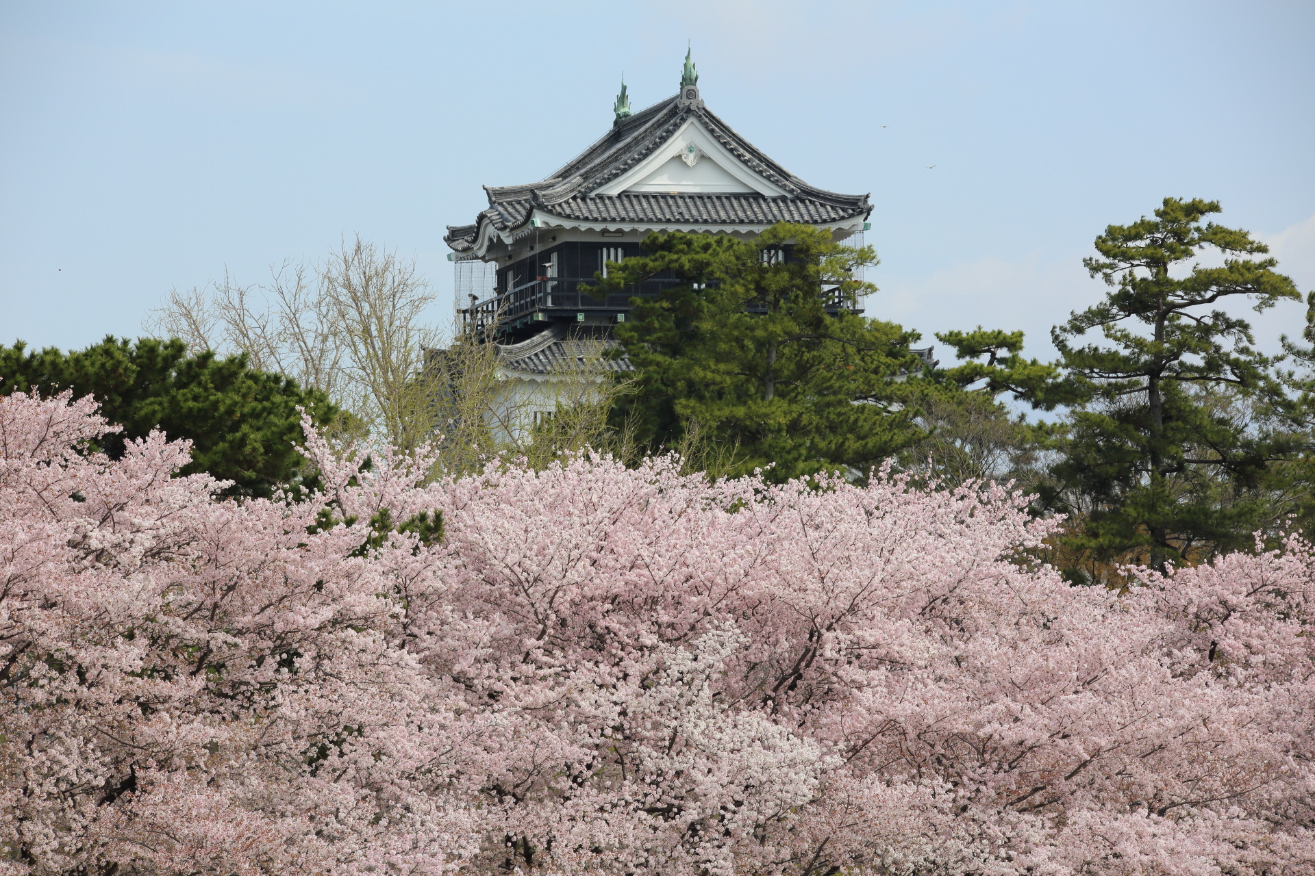 動物 鳥 ペンギン お城の桜 壁紙19x1280 壁紙館