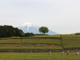 富士山と茶摘み