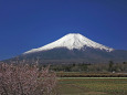 フジザクラと富士山