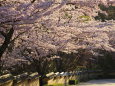 桜と室町塀