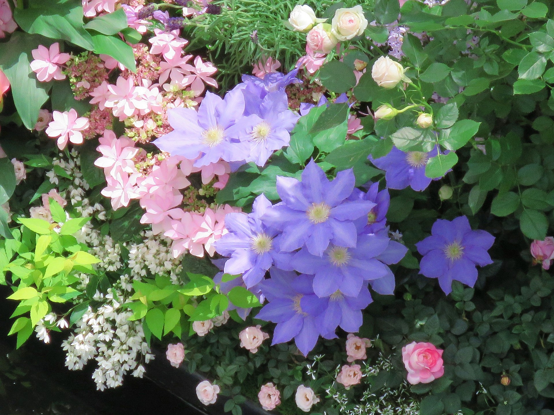 花 植物 5月の花の庭 壁紙19x1440 壁紙館