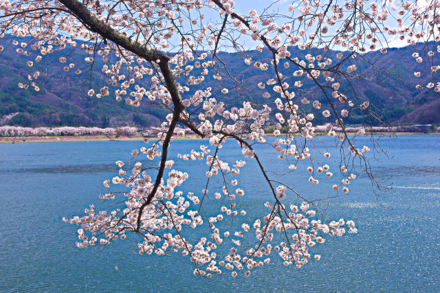 河口湖畔の桜