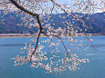 河口湖畔の桜