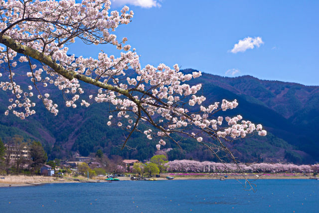 河口湖北岸の桜並木を望む