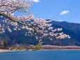 河口湖北岸の桜並木を望む