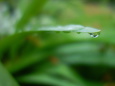 雨あがり