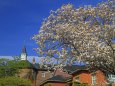 修道院の桜