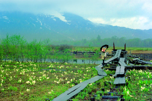 雨の尾瀬ヶ原～1974年