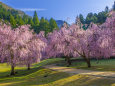 たけくらべ広場の枝垂れ桜