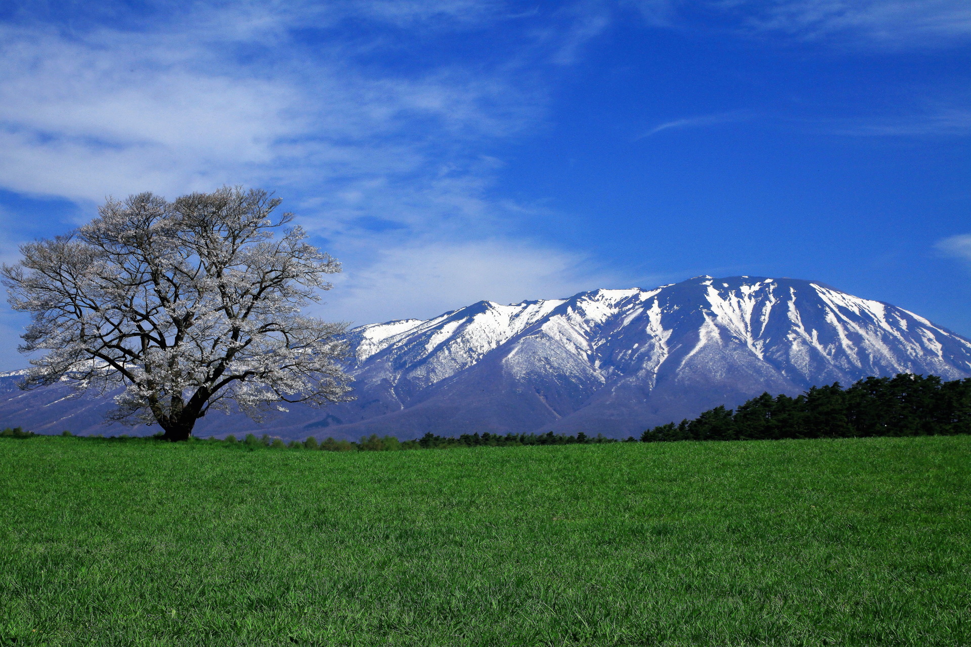 日本の風景 小岩井農場 一本桜 壁紙19x1280 壁紙館