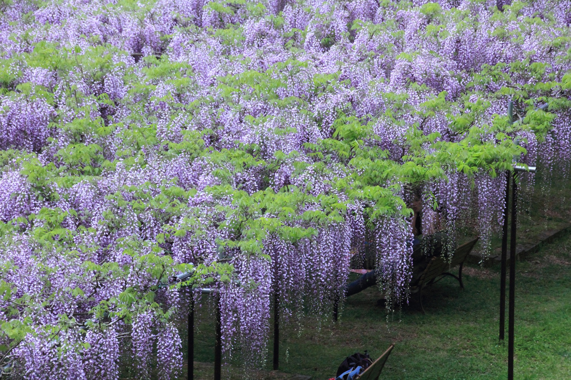 花 植物 真盛りの藤の花 壁紙19x1280 壁紙館