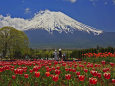 チューリップと富士山