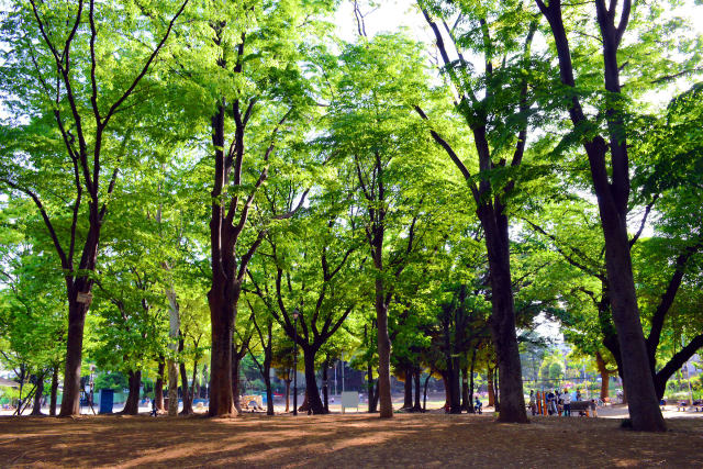 新緑の公園