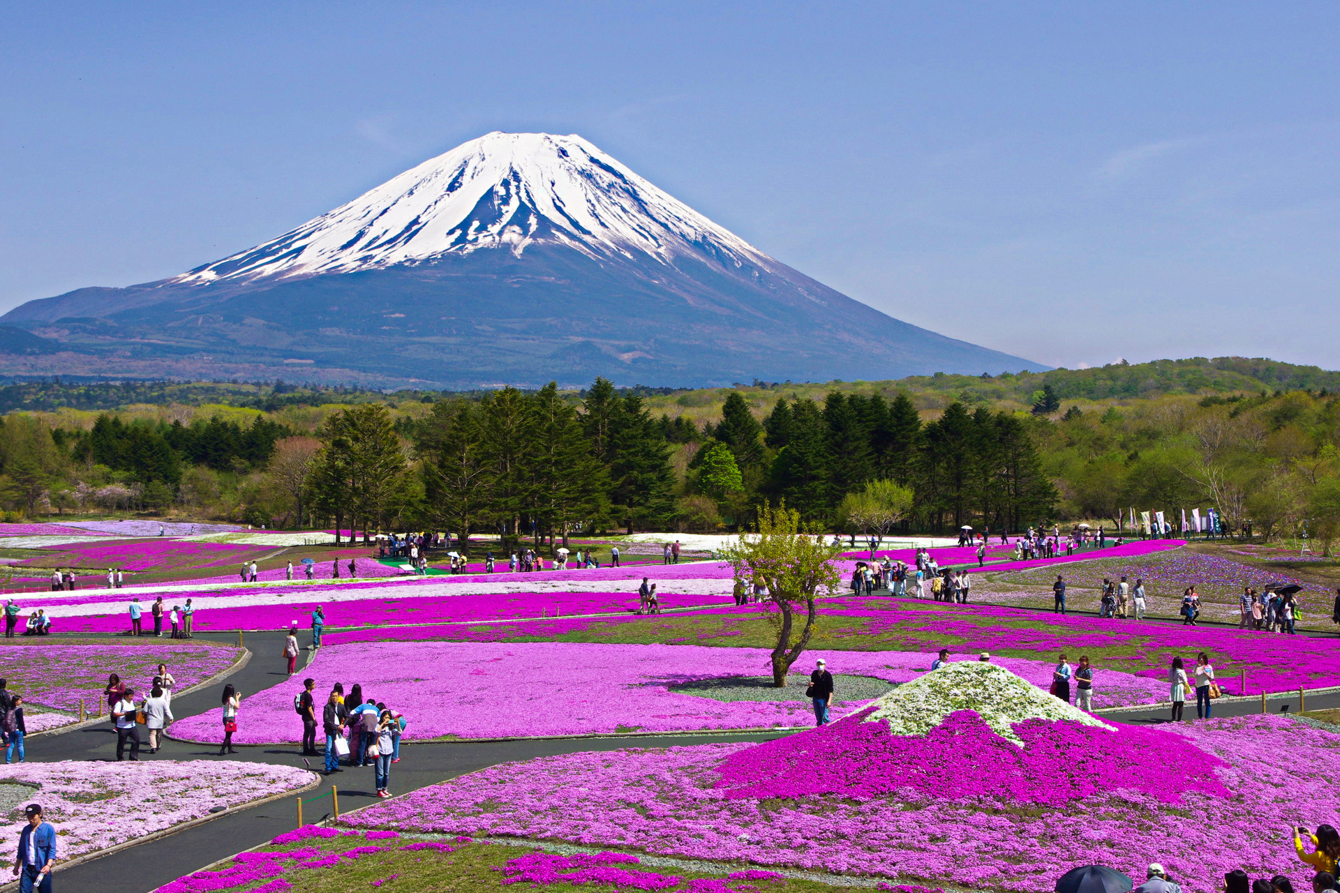 日本の風景 富士芝桜まつり 壁紙19x1280 壁紙館