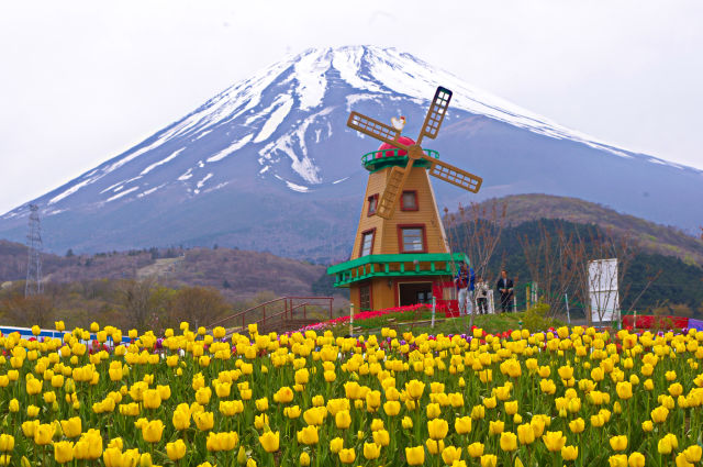 富士山と風車とチューリップ