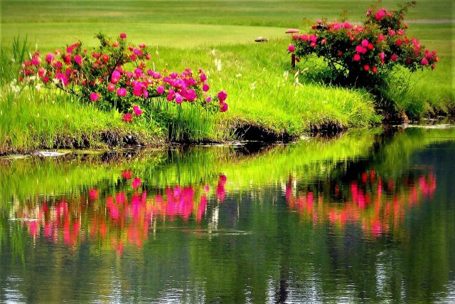 ゴルフ場に咲くバラ