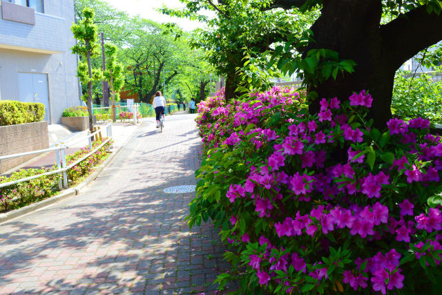 ツツジの咲く道