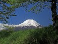 新緑と富士山