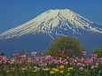 富士山を彩るチューリップ