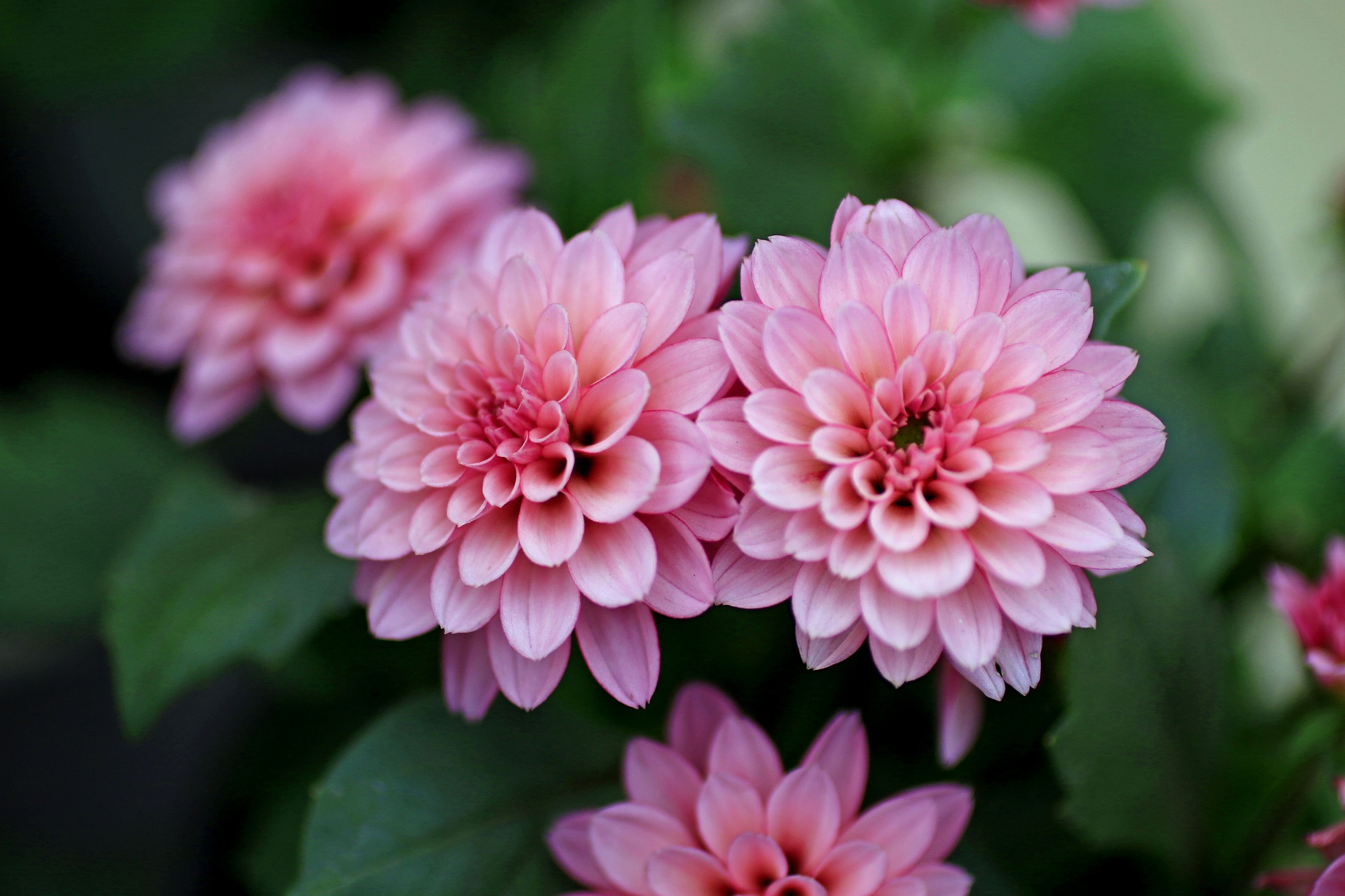 花 植物 ダリア 壁紙19x1280 壁紙館