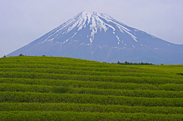 富士山と茶畑 2