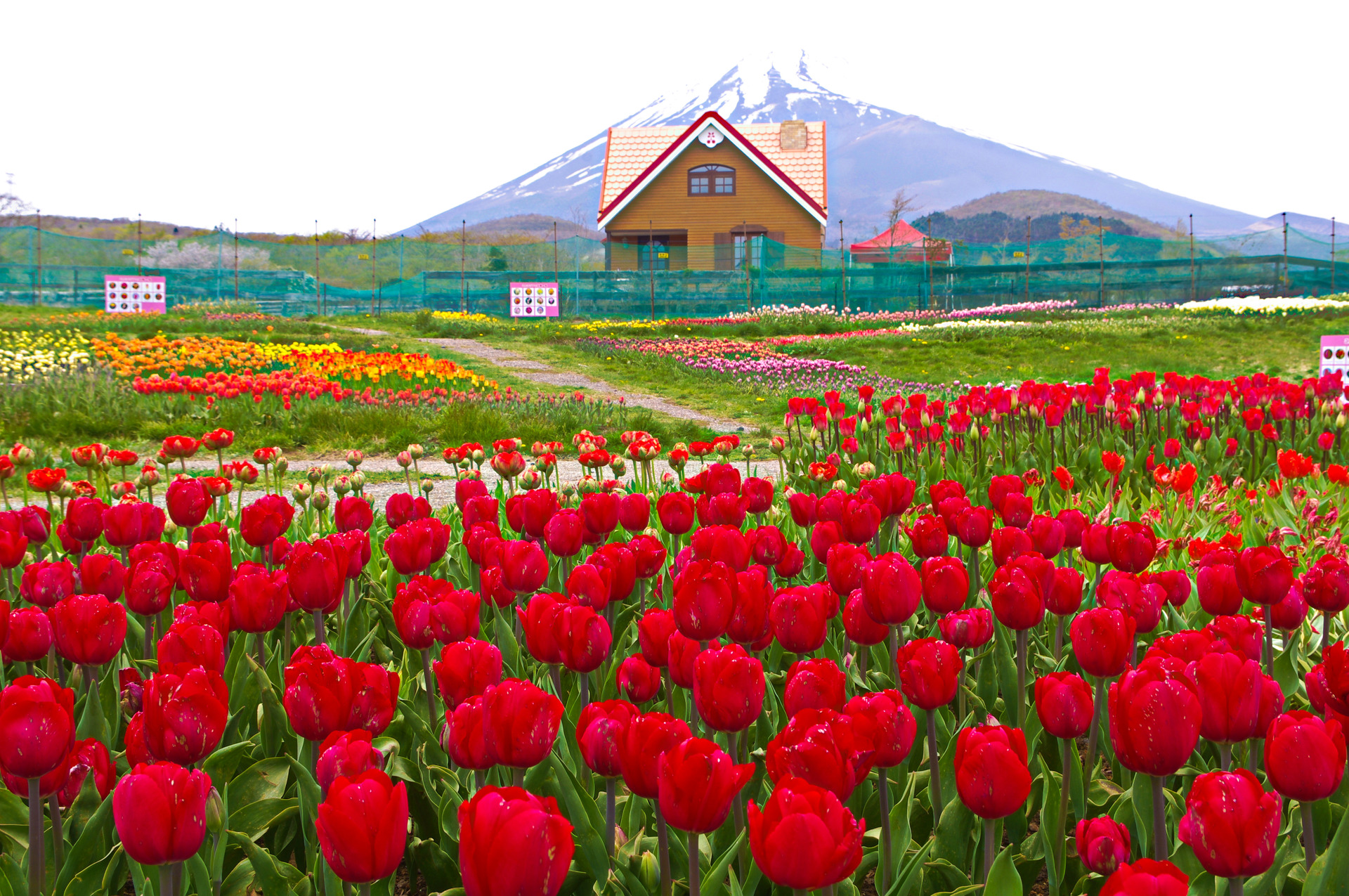 日本の風景 天空のチューリップ畑 壁紙19x1275 壁紙館