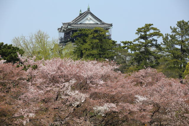 姥桜と岡崎城