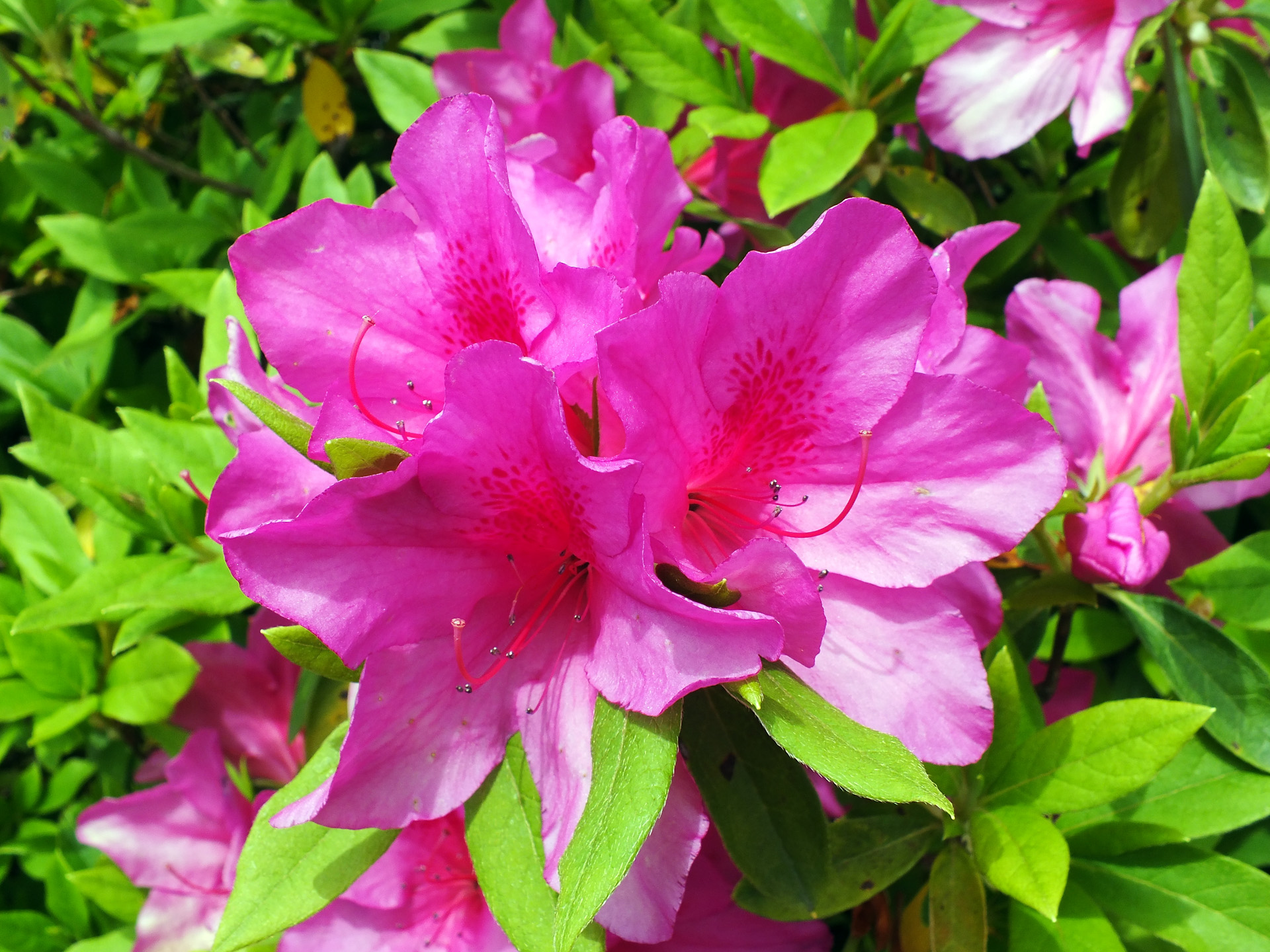 花 植物 オオムラサキツツジ 壁紙19x1440 壁紙館 花 植物 オオムラサキツツジ 壁紙19x1440 壁紙館