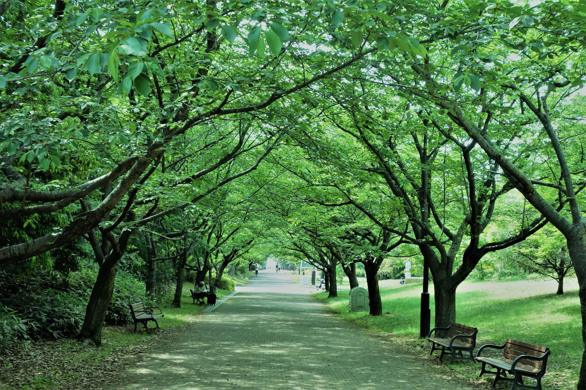 日本の風景 癒される道 壁紙19x1280 壁紙館