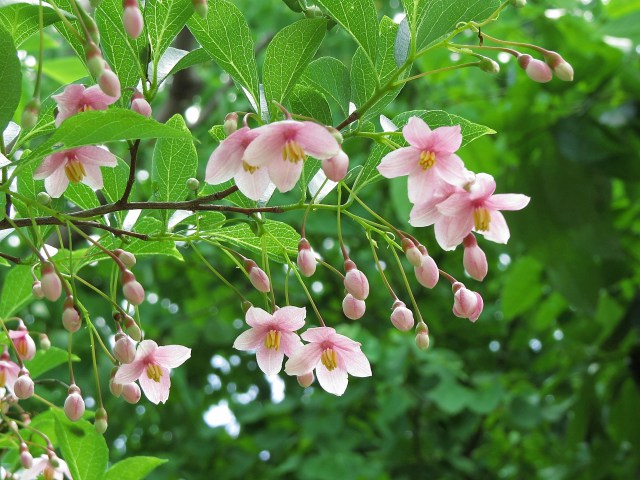 エゴの木の花(ピンク)
