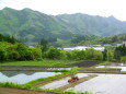 山間部の代かき風景