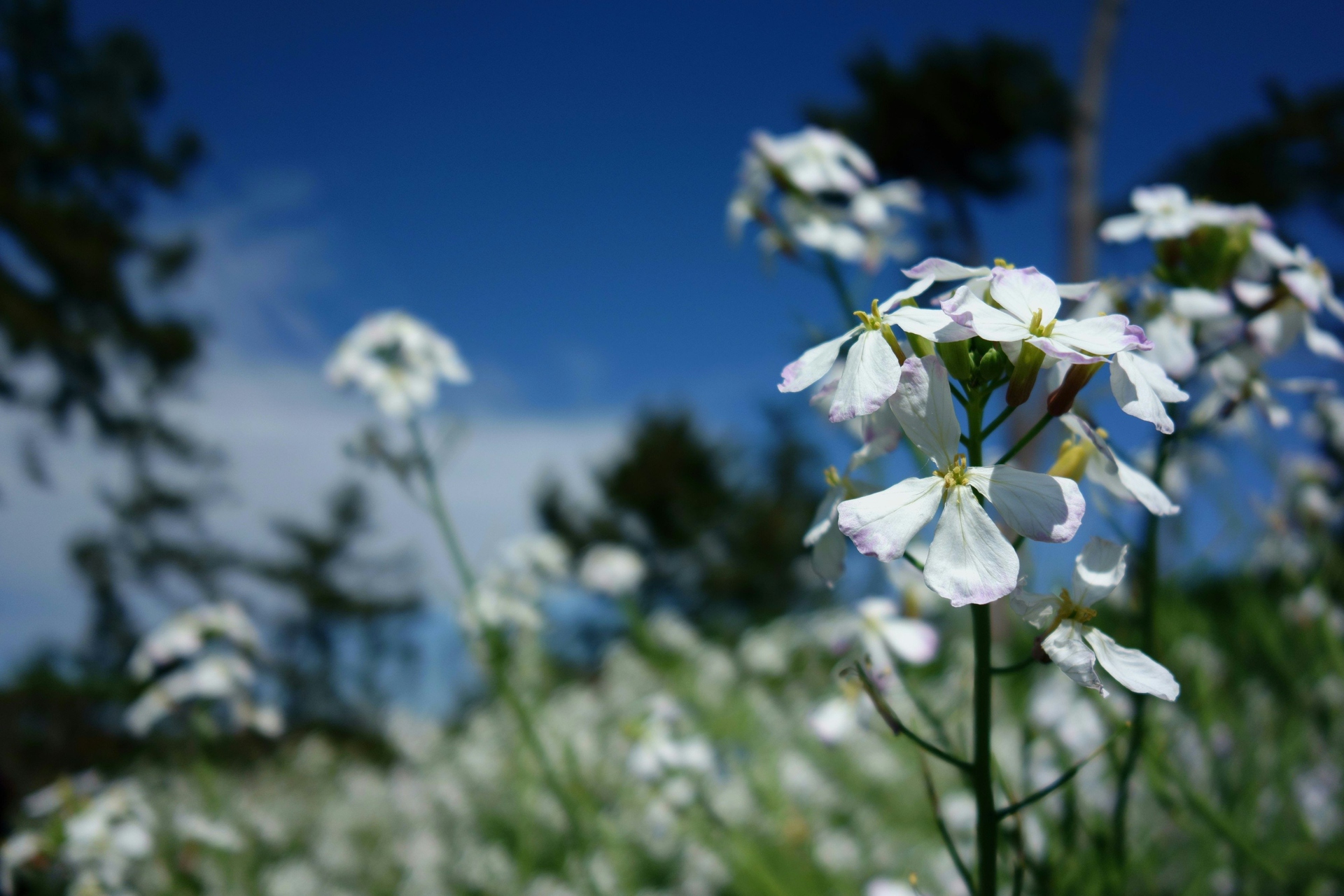 花 植物 ハマダイコンの花 2 壁紙19x1280 壁紙館
