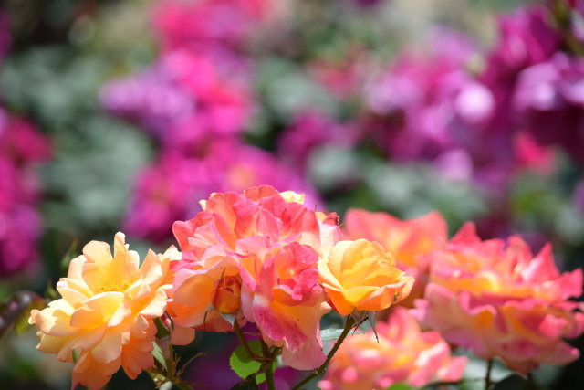 スブニールドゥアンネフランク 