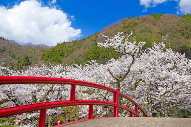 庄川水記念公園の桜