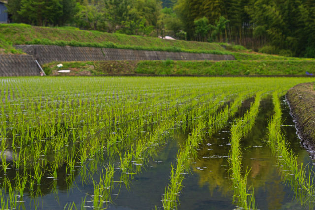 富士宮の田園風景