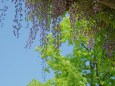 紫式部公園の藤