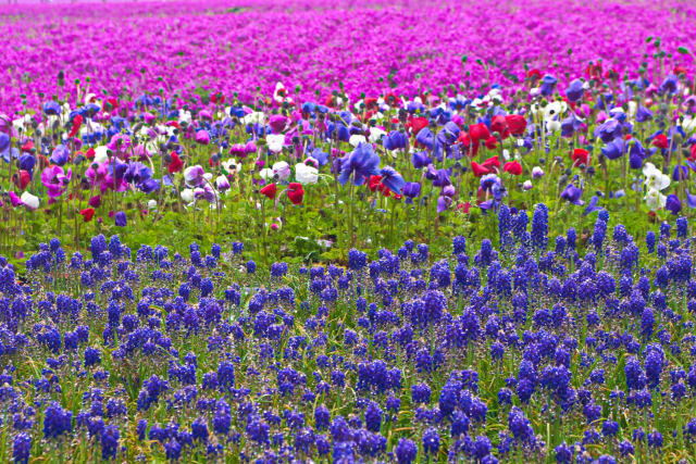 ムスカリと芝桜