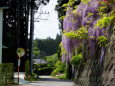 藤の花咲く田舎道