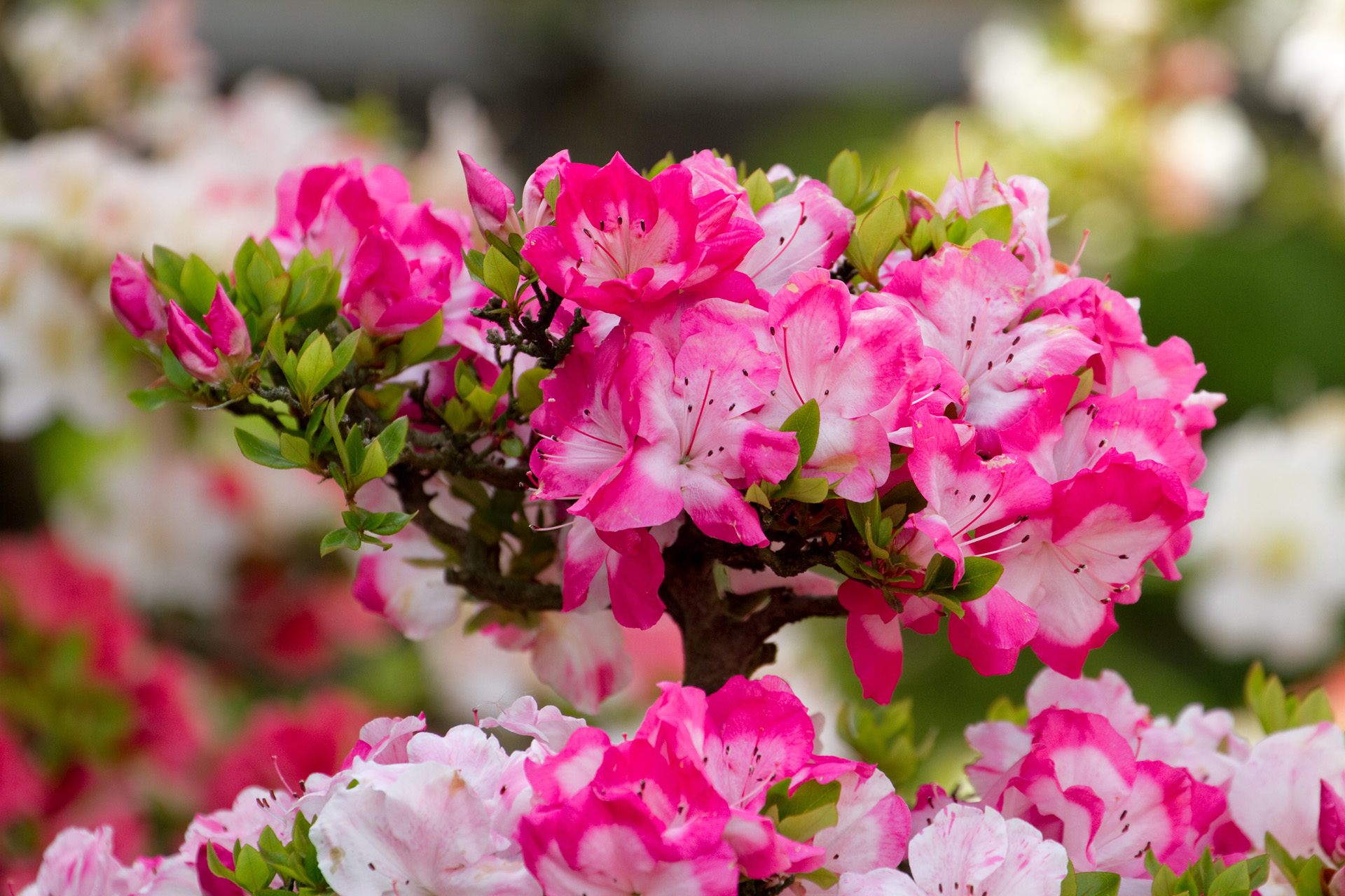 花 植物 さつき 壁紙19x1280 壁紙館