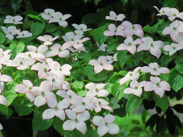 淡いピンクのヤマボウシ