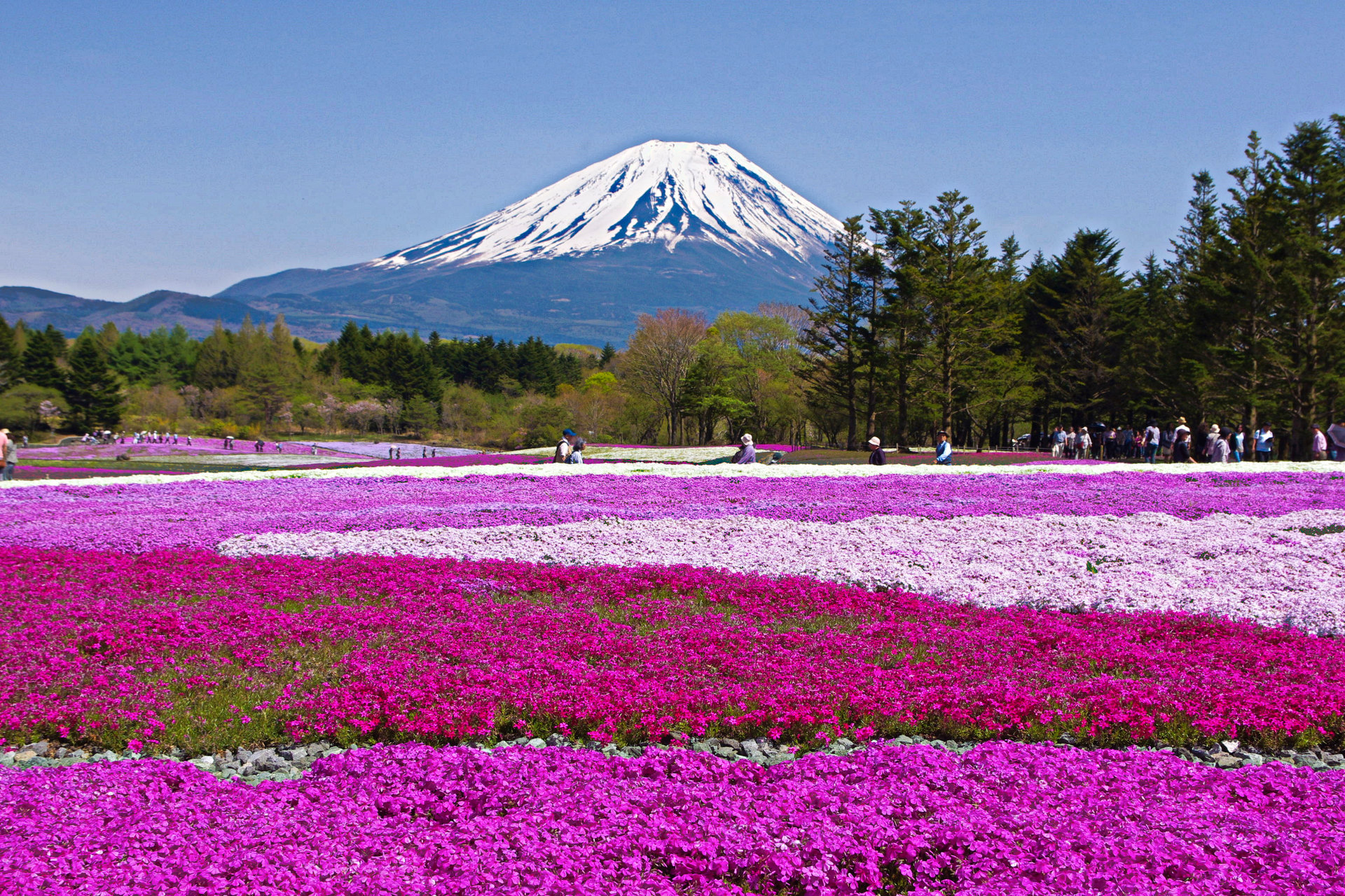 日本の風景 富士山と芝桜 壁紙19x1280 壁紙館