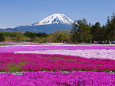 富士山と芝桜