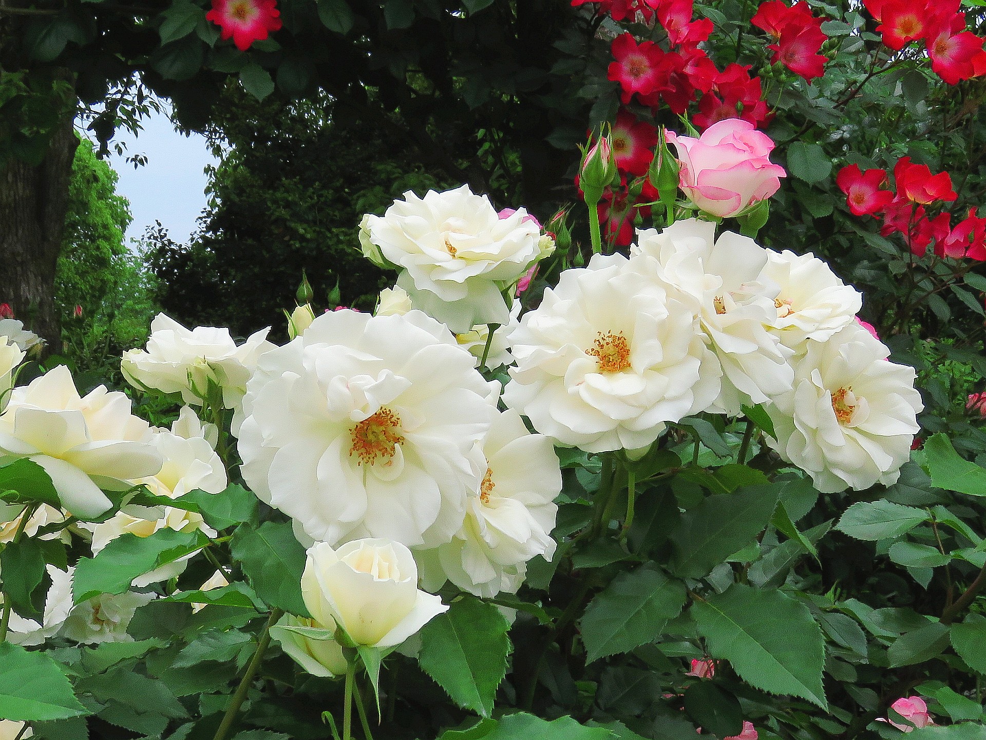 花 植物 薔薇 エーデルワイス 壁紙19x1440 壁紙館