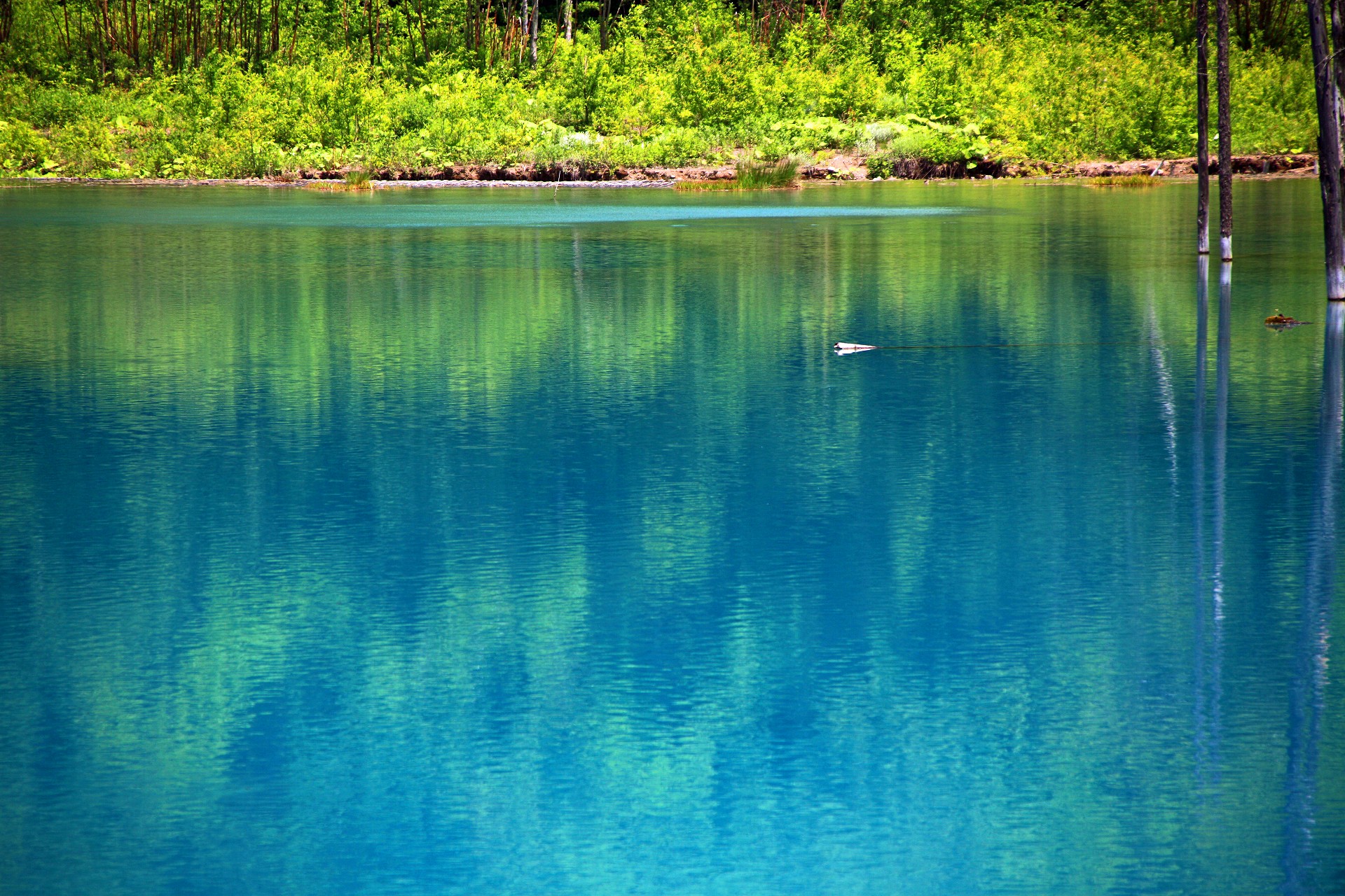 日本の風景 美瑛の青い池 壁紙19x1280 壁紙館 日本の風景 美瑛の青い池 壁紙19x1280 壁紙館