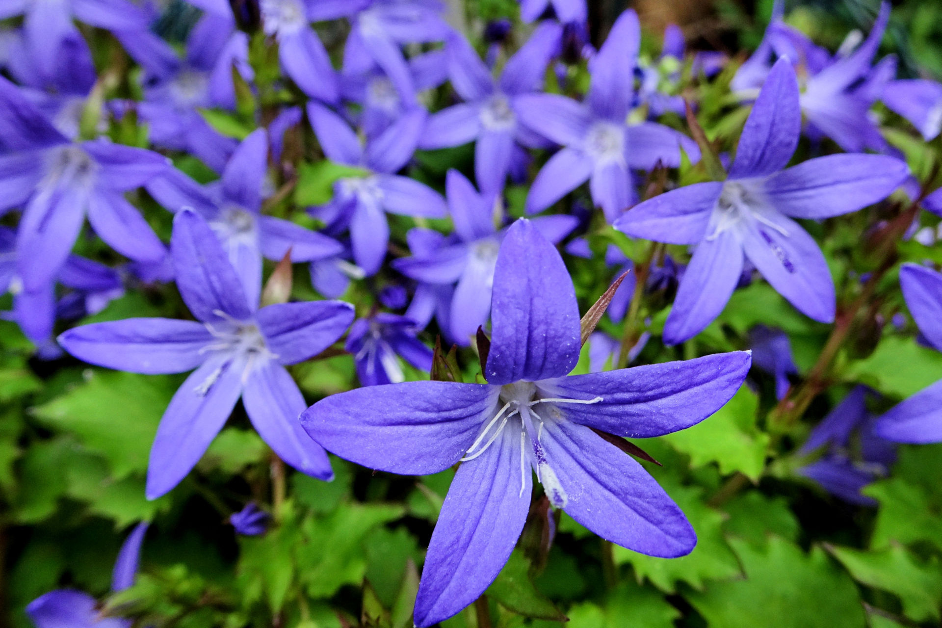 花 植物 ブルースター 壁紙19x1280 壁紙館