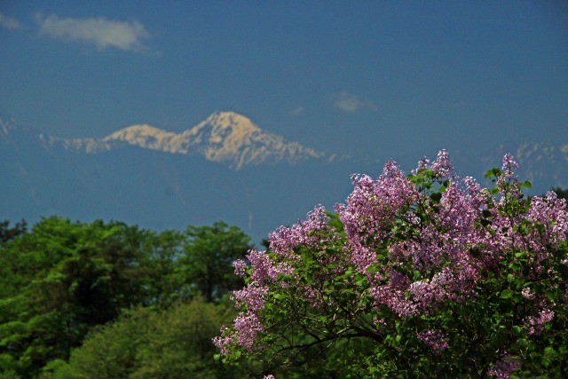 ライラック咲く清里(山は北岳)