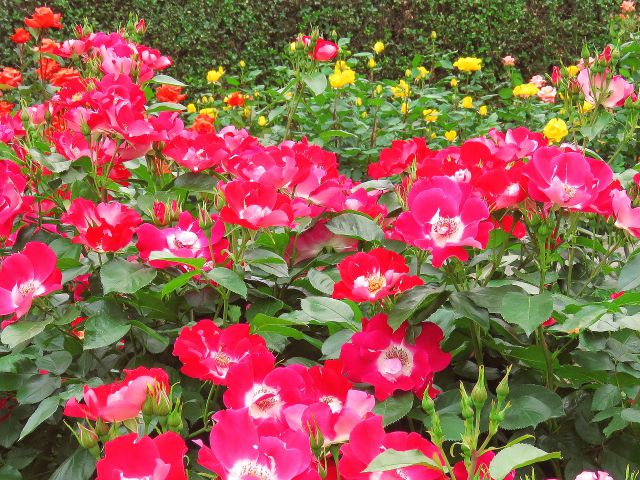 薔薇・連弾(れんだん)