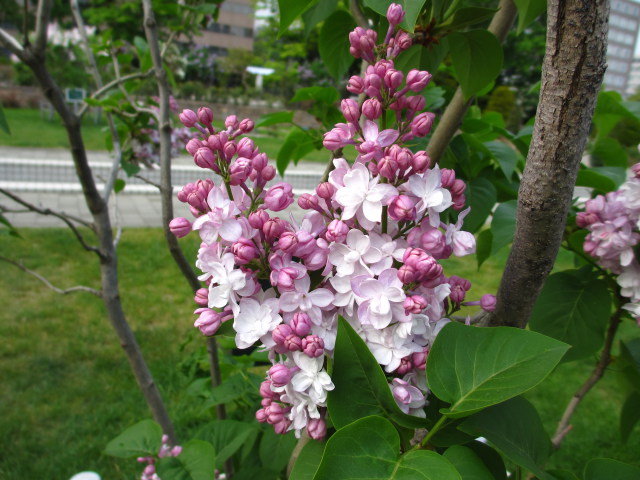 フレンチライラック